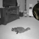 La cámara detecta un fantasma saliendo del muñeco y el video se vuelve viral